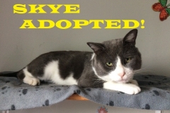 Skye - Adopted on November 4, 2018