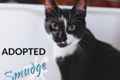 Smudge-Adopted-on-June-17-2019