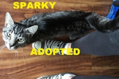 Sparky - Adopted - July 16 2018