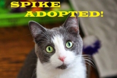 Spike - Adopted on December 16, 2018
