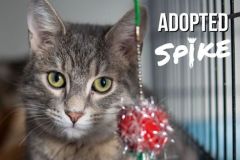 Spike-Adopted-on-March-18-2020-with-Serenity