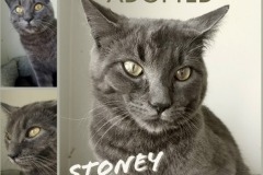 Stoney-Adopted-on-June-22-2019
