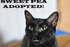 Sweet Pea - Adopted on January 20, 2019