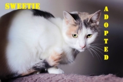 Sweetie - Adopted - November 5, 2017 with Reese
