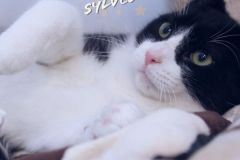 Sylvester-Adopted-in-2020-with-Buttercup