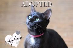 Sylvie-Adopted-on-November-5-2019