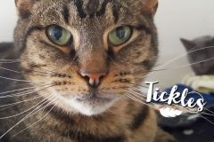 Tickles-Adopted-on-May-2-2020