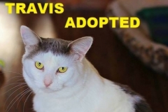 Travis - Adopted - May 18, 2018 with Flanders