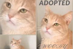 Woody-Adopted-on-May-18-2019