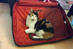 Angel-on-suitcase