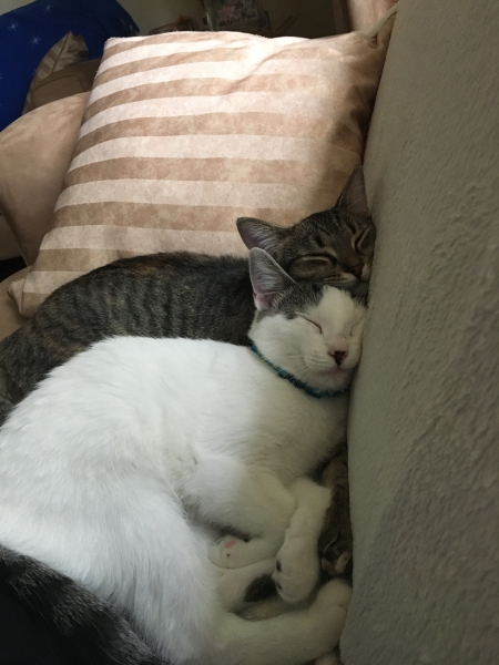 Willow and Ivory snuggling