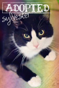 Sylvester1