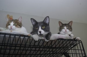 Diesel and his buddies watch from above wondering why the usual socialization doesn't take place