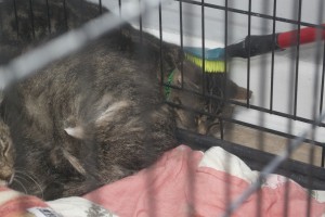 After a short time, April has found her first "hidey-spot" between the wall and a crate.  She didn't protest a brushing.