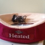 auction heated bed 1
