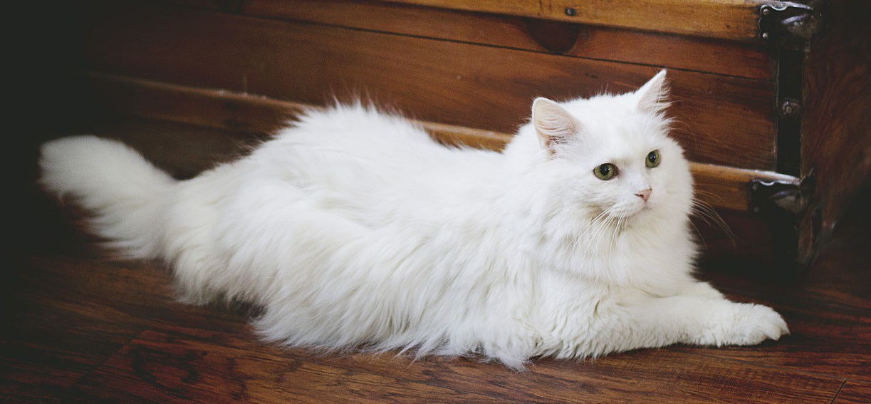 white_cat_1537636667.jpg