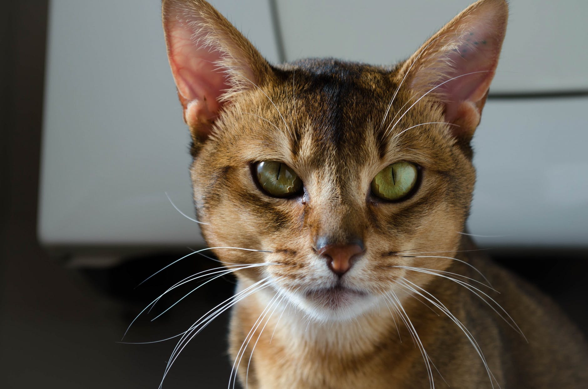 shallow focus photography of brown and white cat