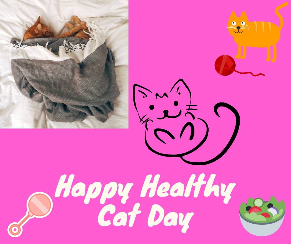 Happy Healthy Cat Month