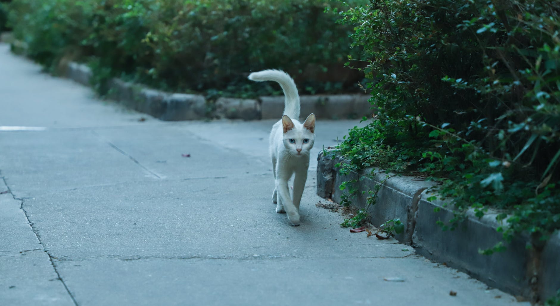 short coated cat walking near bushes