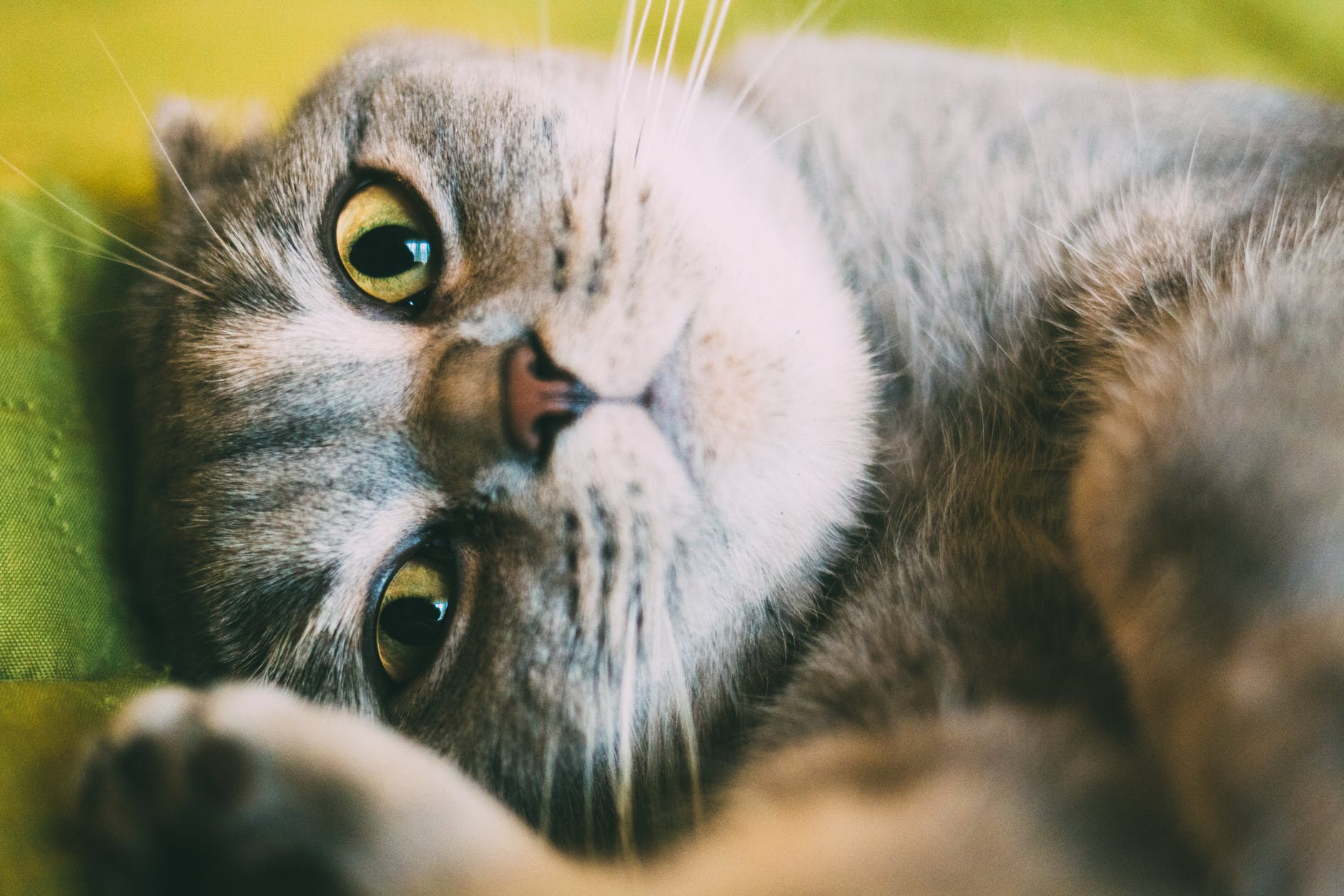 close up photo of gray cat lying down