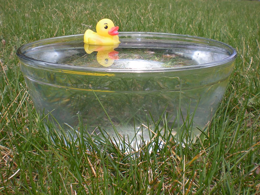 Rubber_duck_in_glass_bowl