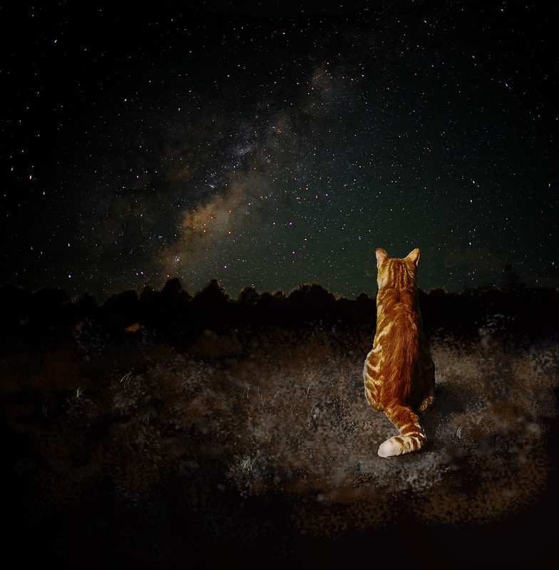 cats under teh stars