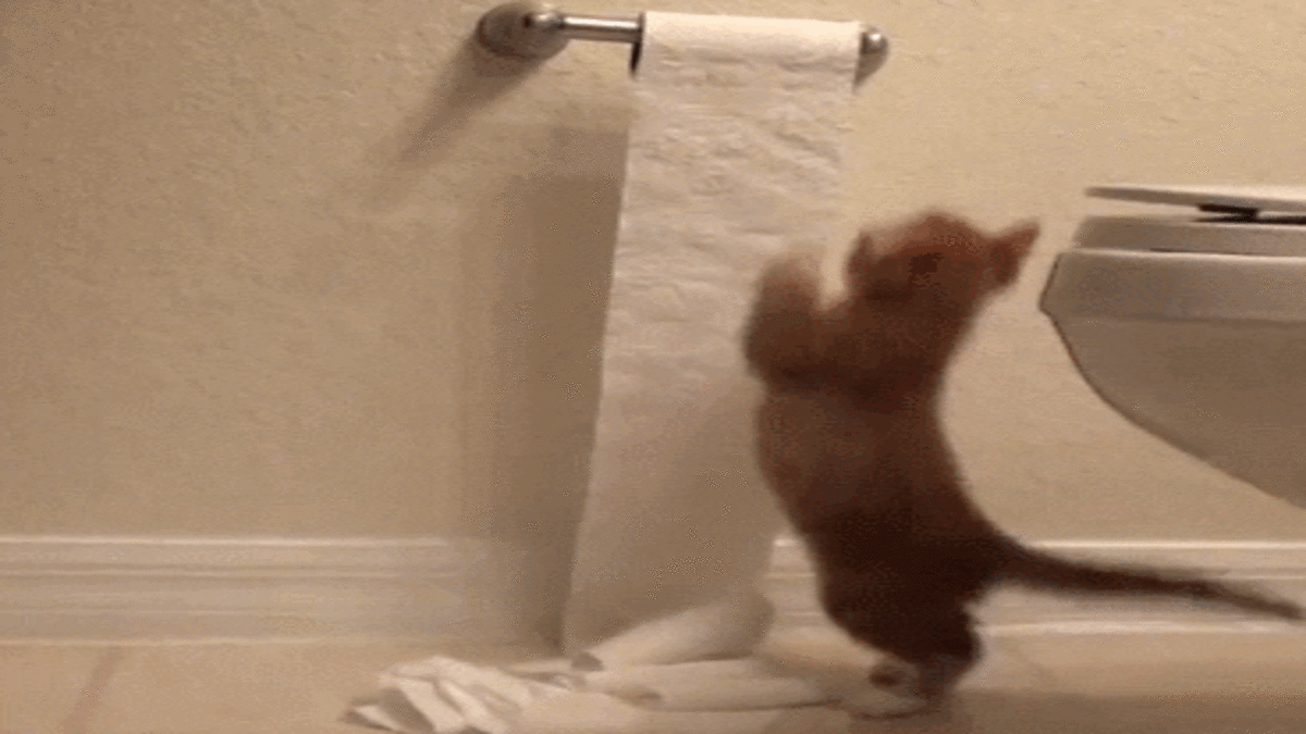 Cat_Playing_Toilet_Paper_1200x675
