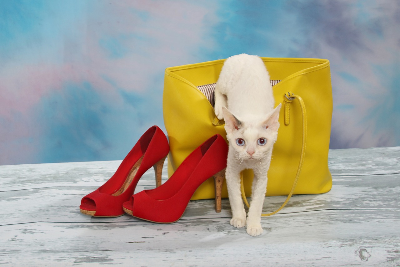 Cat, Shoes