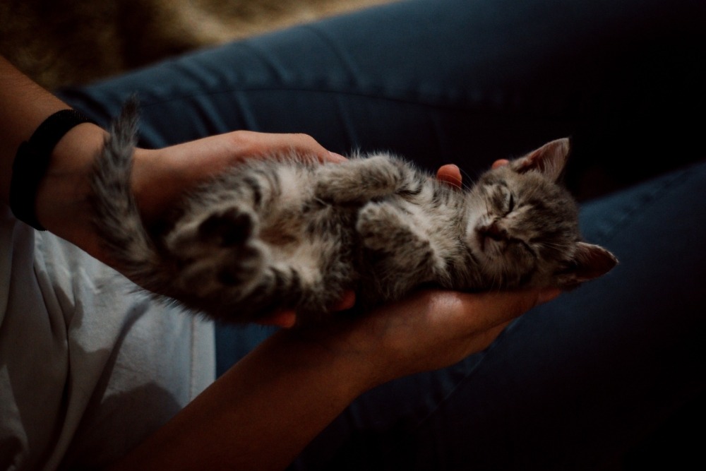 sleeping gray kitten on person's hand