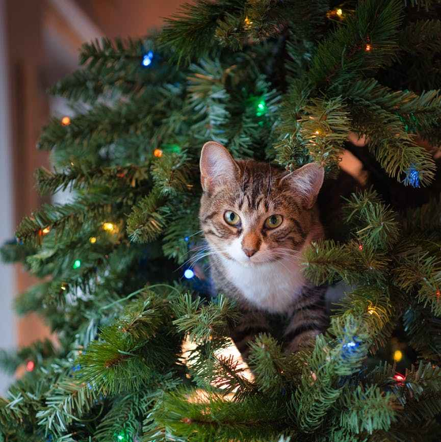 tabby cat on green christmas tree