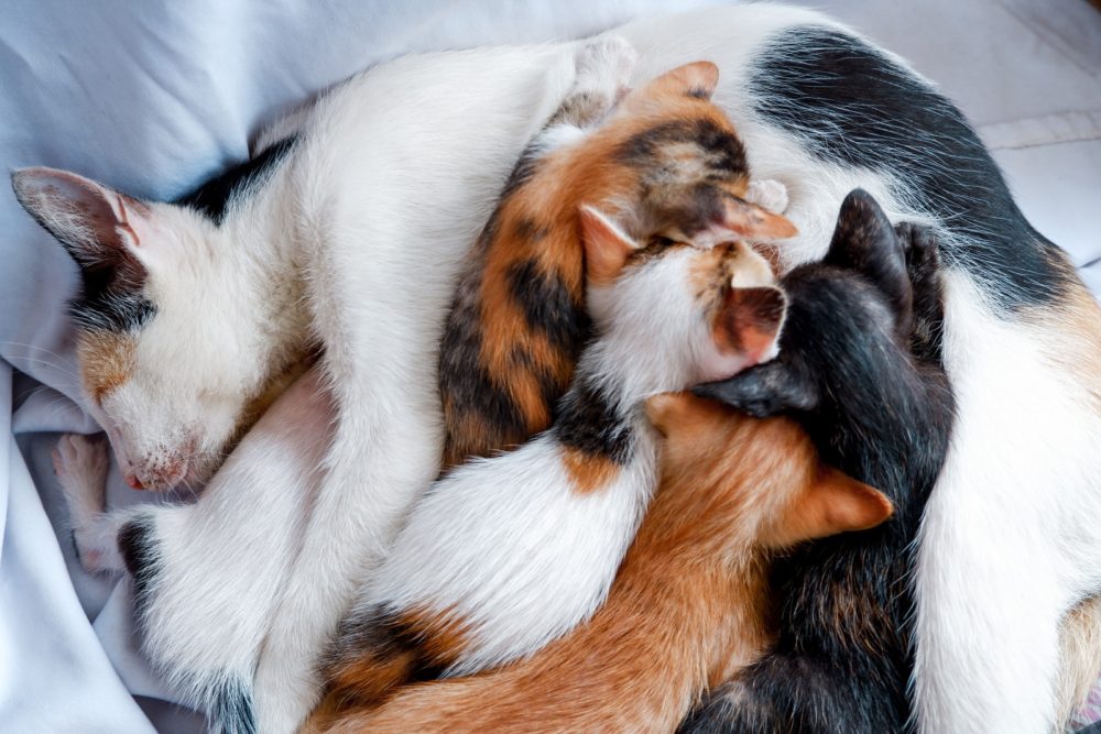 calico cat and black cat