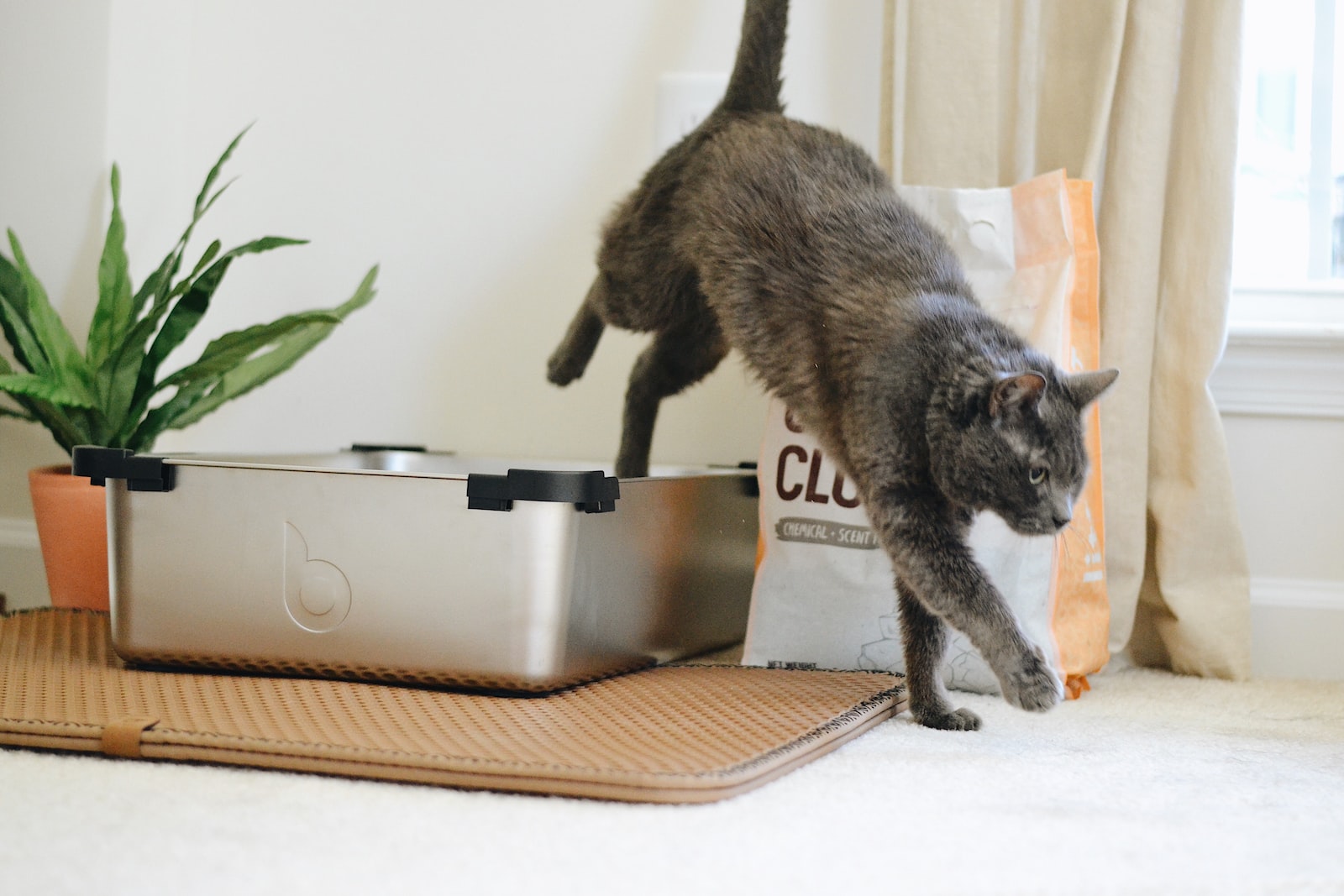 black cat on silver sink