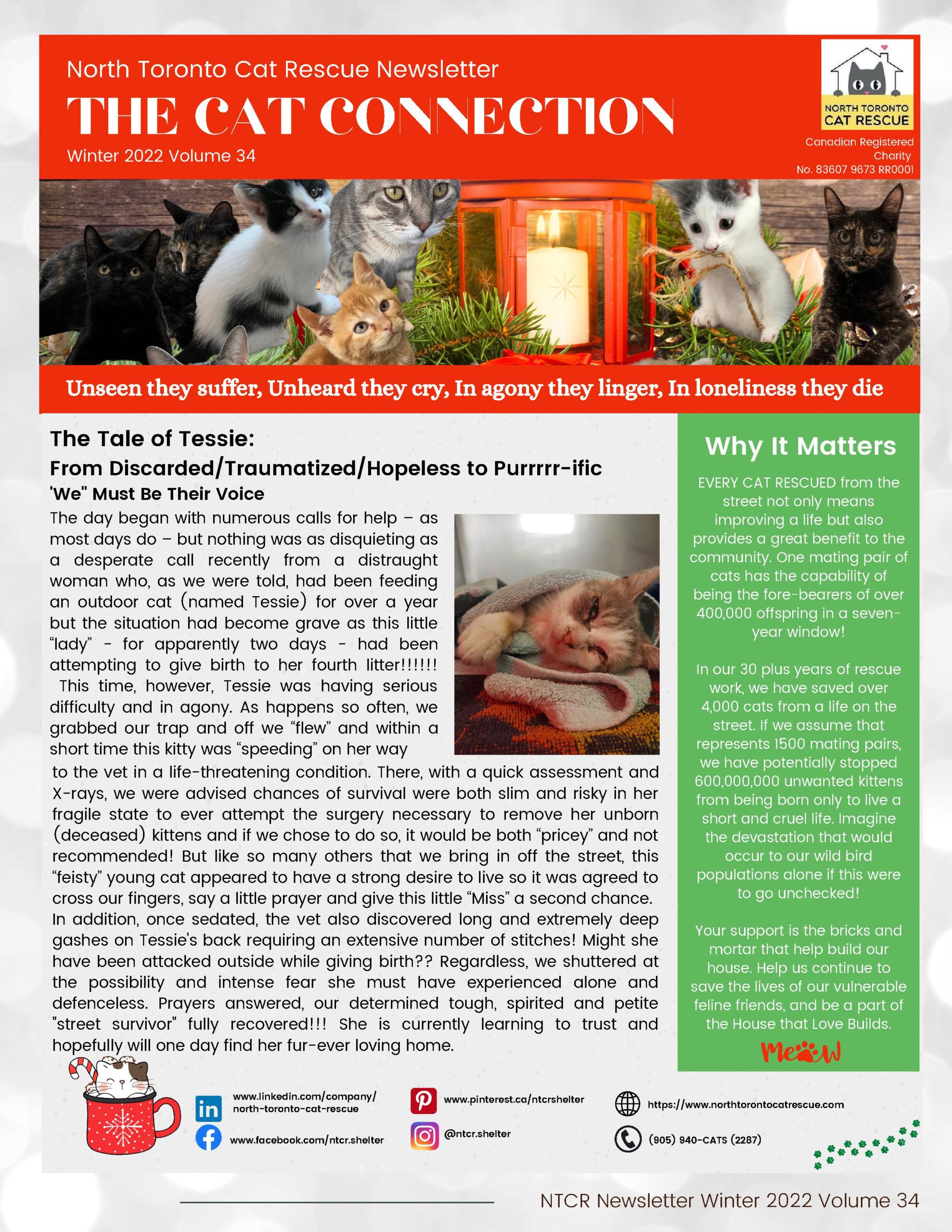 About – North Toronto Cat Rescue