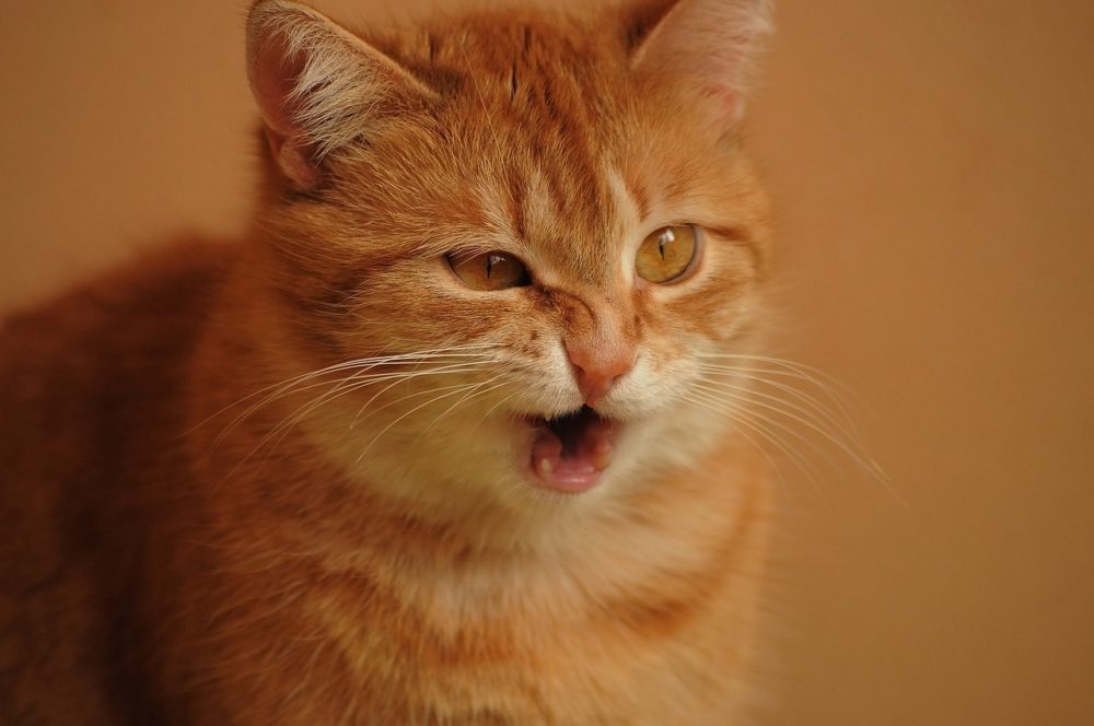 red cat, cat, sneeze