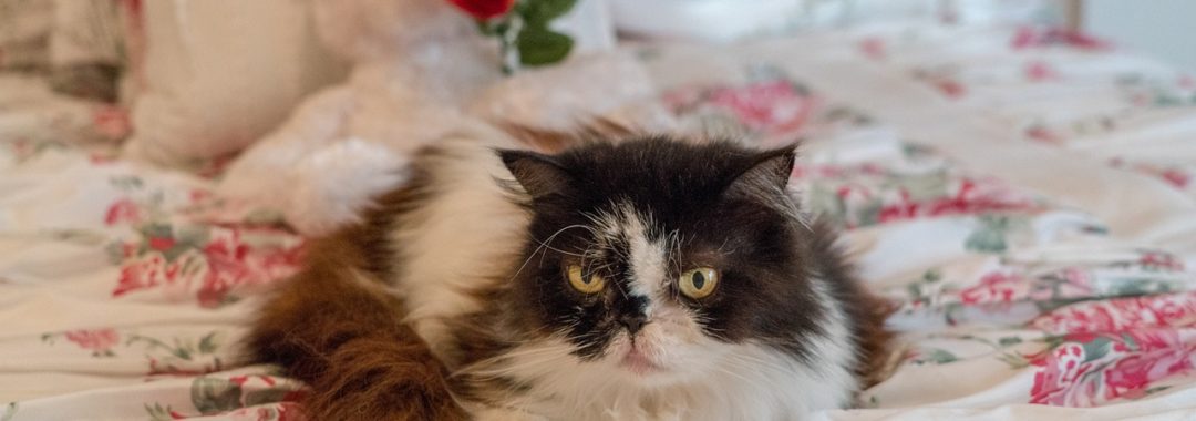 persian cat, senior, mature