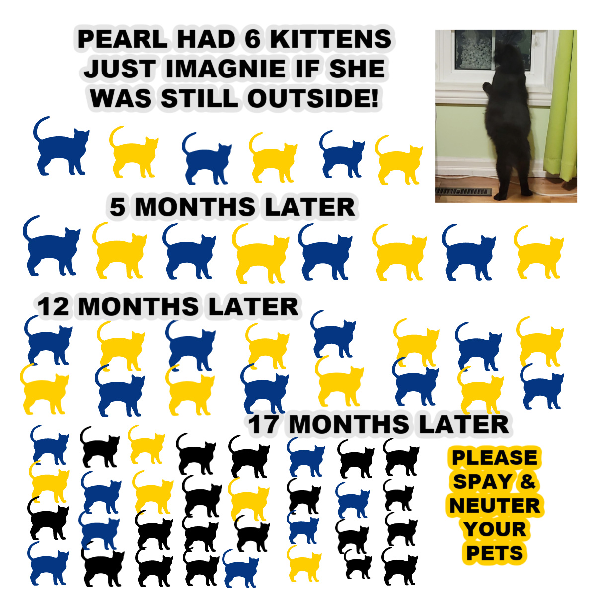 Spaying at 6 sales months