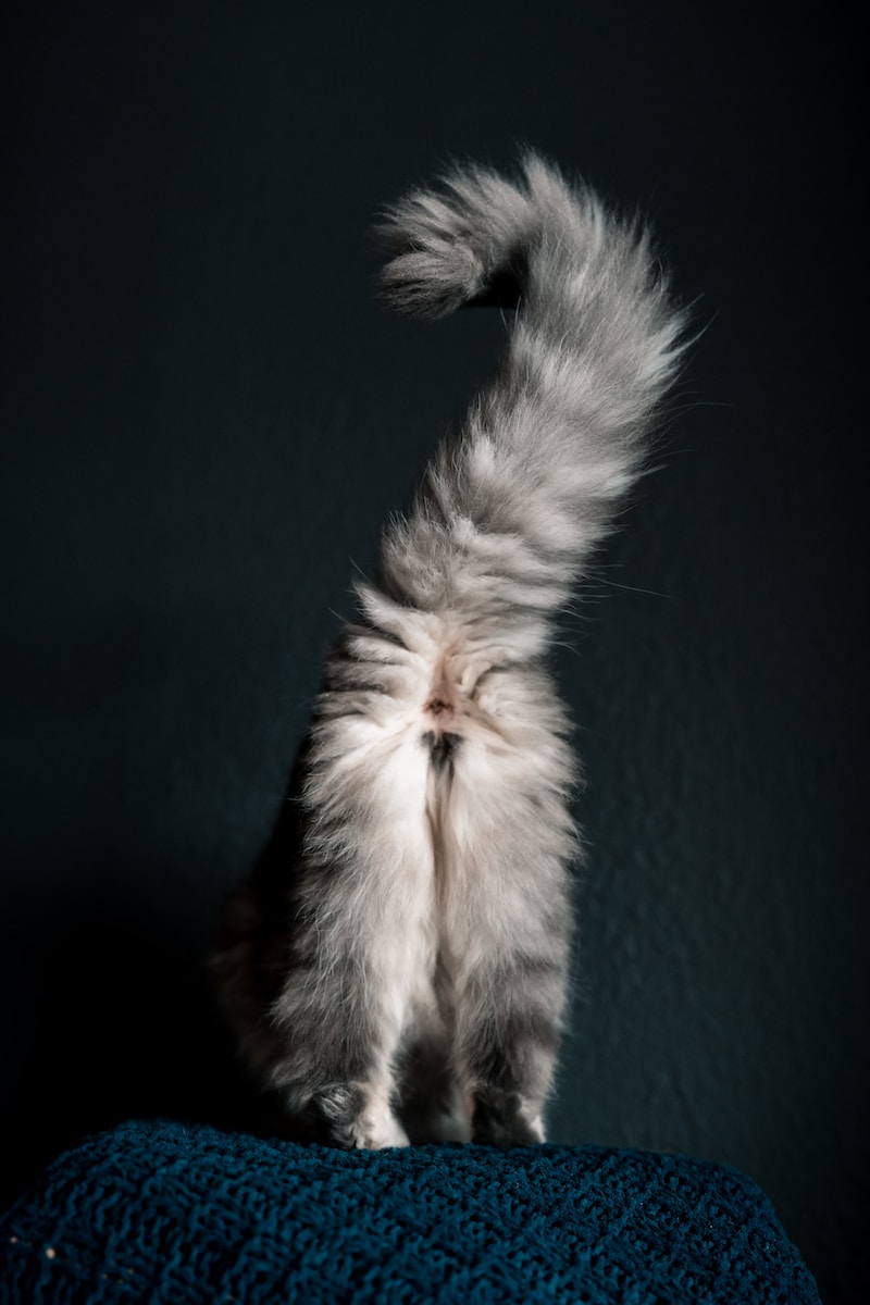 a fluffy cat sitting on top of a blue blanket