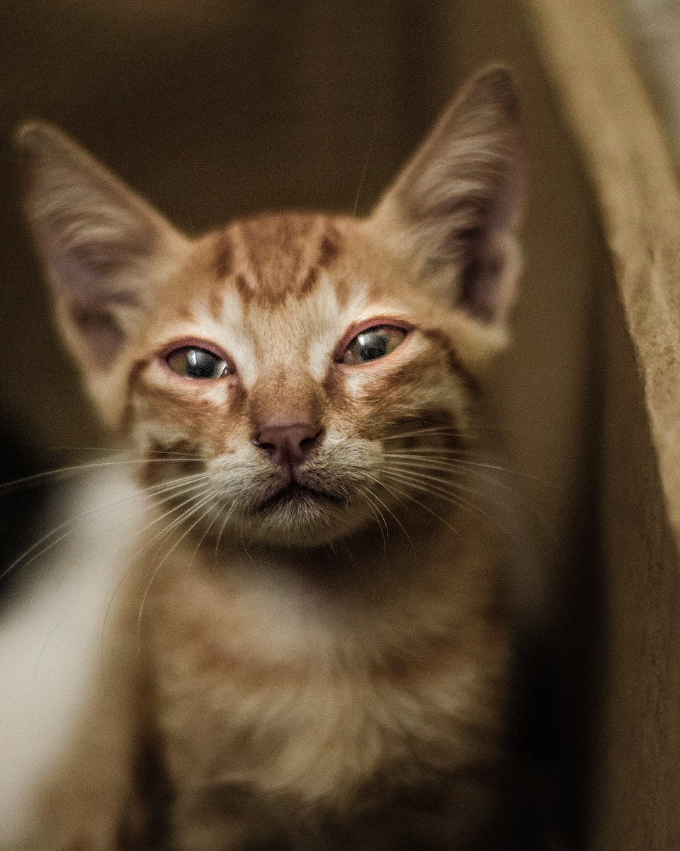 An Orange Kitten Squinting