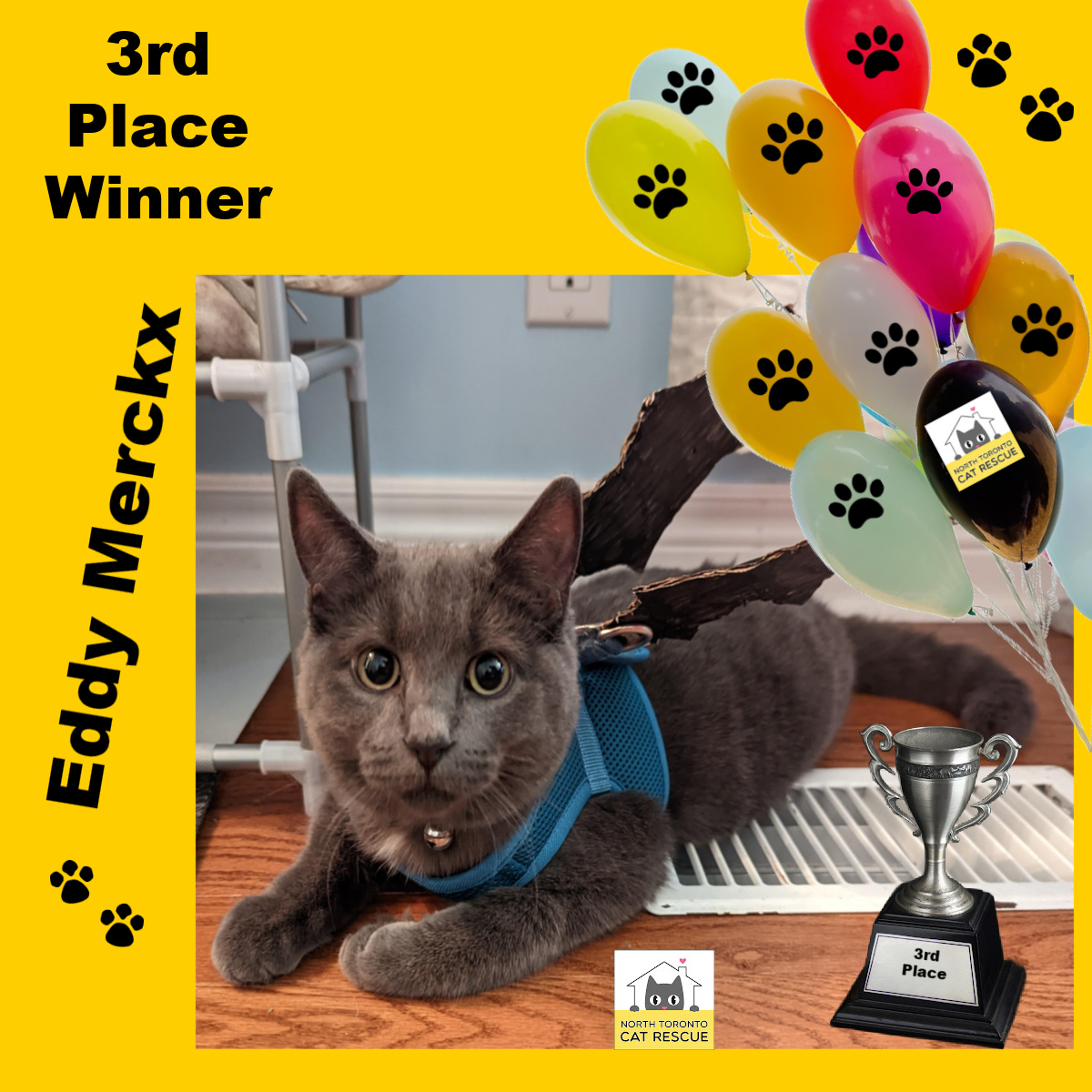 CONGRATULATIONS To Our 7th GOGO Photo Contest WINNERS North Toronto