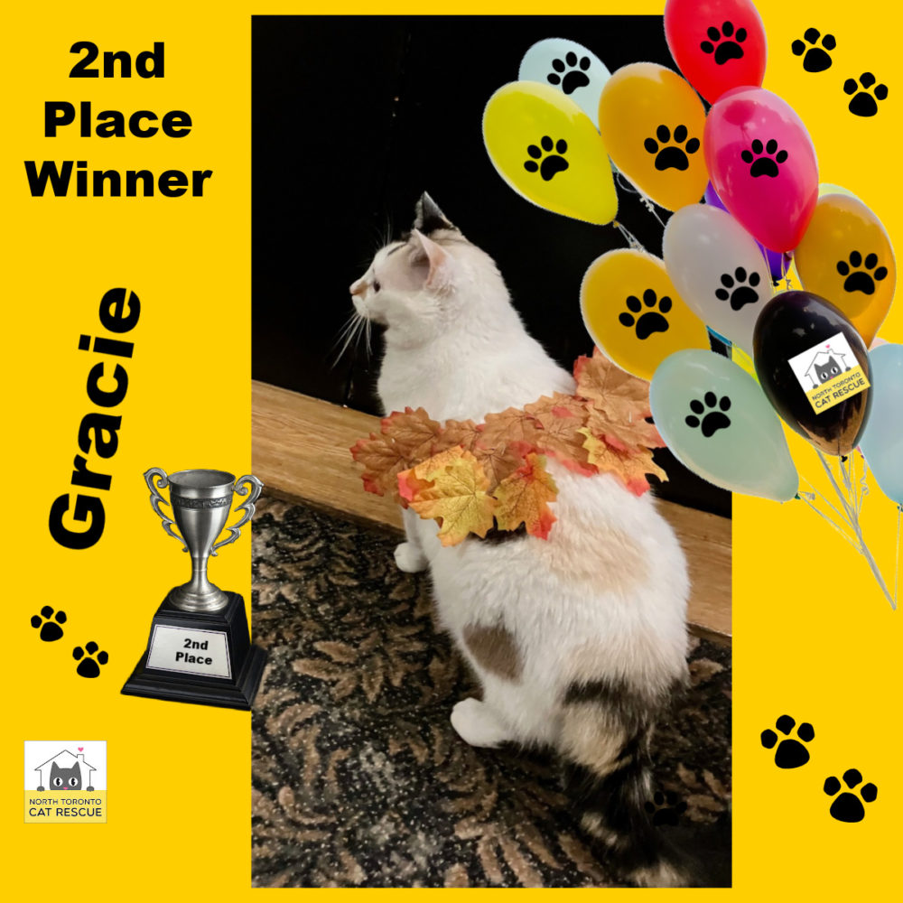 CONGRATULATIONS To Our 7th GOGO Photo Contest WINNERS North Toronto