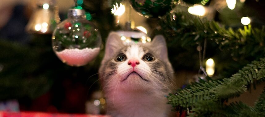 white and gray cat on christmas tree